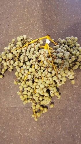 Dadels DadelTak 1 kilo vers, Ophalen of Verzenden, Nieuw