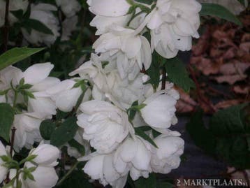 Boerenjasmijn Philadelphus 'Virginal' coronarius Aureus Snow, Ophalen of Verzenden, Lente, In pot, Minder dan 100 cm