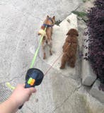 Dubbele Hondenriem Nieuw | 3m | 360 graden draaibaar | Duo, Verzenden, Nieuw, Hondenriem