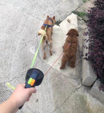 Dubbele Hondenriem Nieuw | 3m | 360 graden draaibaar | Duo, Dieren en Toebehoren, Verzenden, Nieuw, Hondenriem