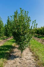 Crataegus x lavalleei Carrierei meerstammig 200-250