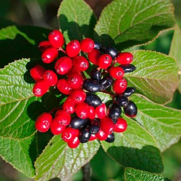 Gelderse roos Lantana container (C3) Sierplanten, Wit, Verzenden, Overige soorten, Struik