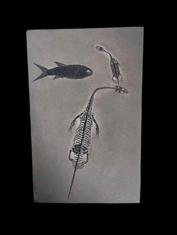 Gefossiliseerd dier - Fish and Keichousaurus - 32 cm - 20 cm