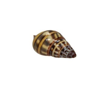 Zeldzame landslak: Amphidromus wetaranus rollei – 30 mm –, Nieuw