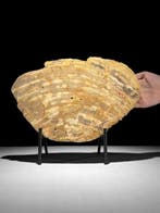 Prachtige plak versteend hout op een op maat gemaakte