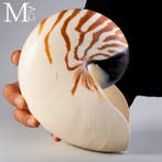 Nautilus pompilius – Groot exemplaar 200 mm –, Antiek en Kunst