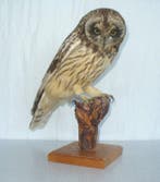 Sumpfohreule Taxidermie volledige montage - Asio flammes -, Verzamelen, Dierenverzamelingen, Nieuw