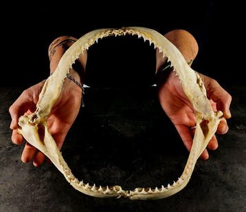 grote haai-onderkaak tissitore Taxidermie volledige montage, Verzamelen, Dierenverzamelingen, Nieuw