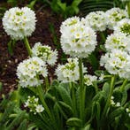 Primula Denticulata Alba - Wortelgoed - 5 stuks, Tuin en Terras, Planten | Tuinplanten, Verzenden