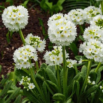 Primula Denticulata Alba - Wortelgoed - 5 stuks, Verzenden