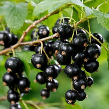Ribes nigrum Ben Nevis rozig, Groenachtig-geel, Verzenden