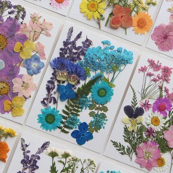 Set Gedroogde Bloemen & Bladeren (16-19 Stuks) - Natuurlijk, Verzenden, Nieuw