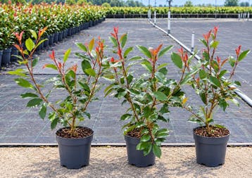 Photinia Red Robin 40-50 cm in pot | glansmispel € 6,95, Ophalen, Haag, Minder dan 100 cm