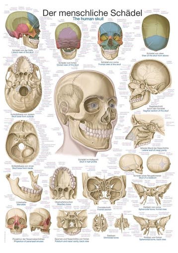 Anatomie poster schedel (Duits/Engels/Latijn, kunststof-..., Nieuw