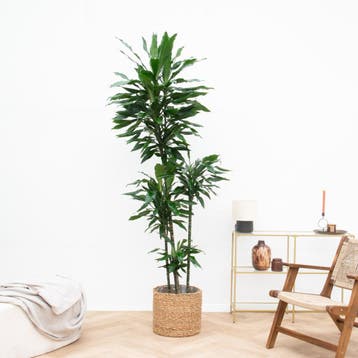 Green Bubble - Dracaena Janet Lind XXL - 180cm - Ø27 cm, Ophalen of Verzenden