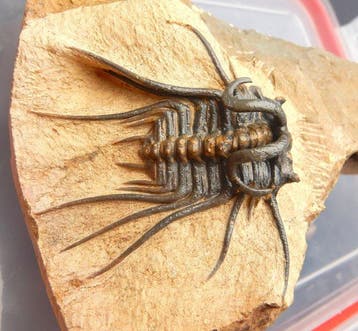 Trilobiet - Gefossiliseerd dier - Dicranurus monstrosus &, Verzamelen, Mineralen en Fossielen