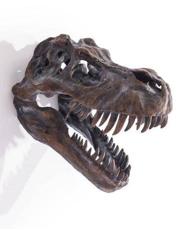 Wanddecoratie - T-rex-schedel wanddecor