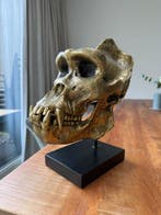 Richmond - Gorilla schedel, gegoten in fijnste brons, met