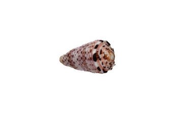 Kleurrijk verzamelobject: Conus aurisiacus (45 mm) –