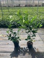 Laurier struik voor haag partij actie 40% korting, Bloeit niet, Verzenden, Halfschaduw, Overige soorten