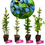 Honingbessen Lonicera caerulea + Pot 9cm 4 stu, Tuin en Terras, Planten | Fruitbomen, Verzenden, Volle zon