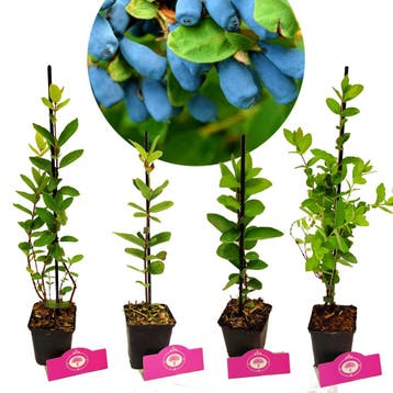 Honingbessen Lonicera caerulea + Pot 9cm 4 stu, Verzenden, Volle zon