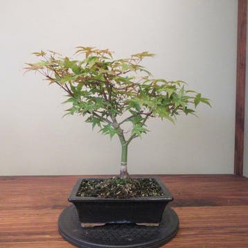 Japanese maple bonsai (Acer palmatum) - Hoogte (boom): 34 cm