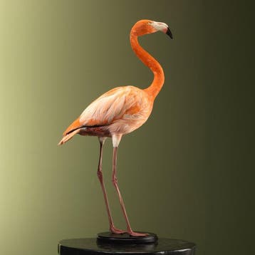 Flamingo Taxidermie volledige montage - Phoenicopterus ruber, Nieuw