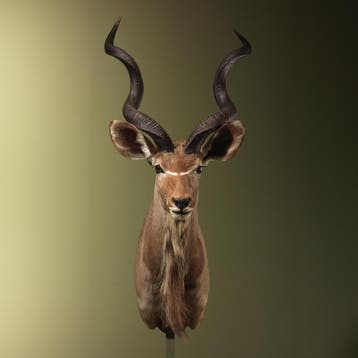 Koedoe Taxidermie Opgezette Dieren By Max, Verzamelen, Ophalen of Verzenden, Nieuw, Wild dier, Opgezet dier