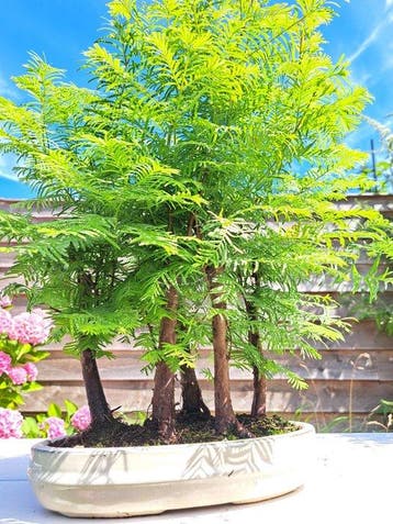 metasequoia bonsai in bonsaischaal - Hoogte (boom): 45 cm -