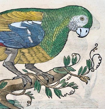 Conrad Gessner [d. 1565] - Parrots, folio with 2 woodcuts -