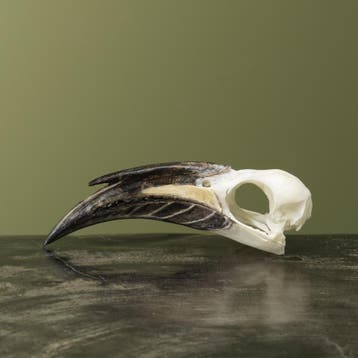 Grijze Tok M Schedel Taxidermie Opgezette Dieren By Max, Verzamelen, Dierenverzamelingen, Ophalen of Verzenden, Nieuw, Vogel, Opgezet dier