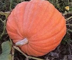 Atlantic Giant Orange reuzepompoen basiseenheid, Ophalen of Verzenden, Nieuw
