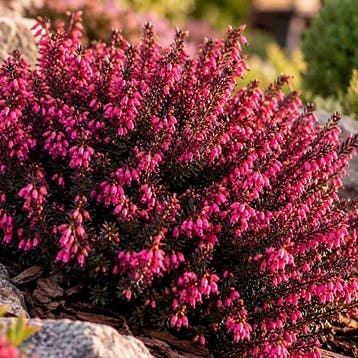 Heide ‘Winterladies Sarah’ (Winter) Heideplanten, Raskle, Verzenden, Overige soorten, Struik