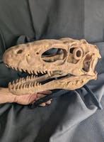 Fossiele schedel - Deinonychus antirrhopus - Museum-Grade, Verzamelen