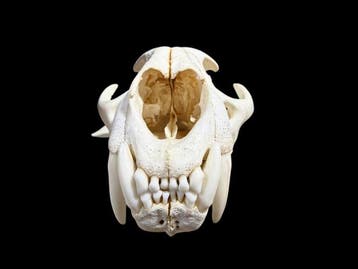 Poema Taxidermie volledige montage - Puma concolor - with, Nieuw