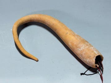 Top phallocrypt uit de Lani-hooglanden, Papoea - koteka -