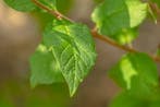 Syringa josikaea hoogstam 12/14