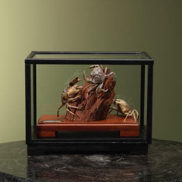 Strandkrab in Vitrine Taxidermie Opgezette Dieren By Max, Verzamelen, Ophalen of Verzenden, Nieuw, Wild dier, Opgezet dier
