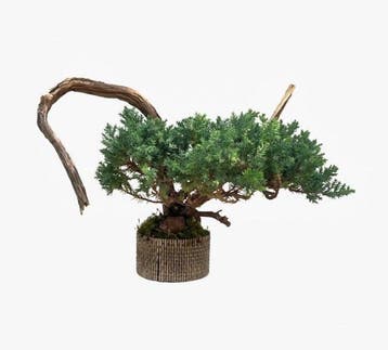 Jeneverbes bonsai (Juniperus) - Hoogte (boom): 18 cm -
