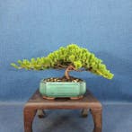 Jeneverbes bonsai (Juniperus) - Hoogte (boom): 13 cm -
