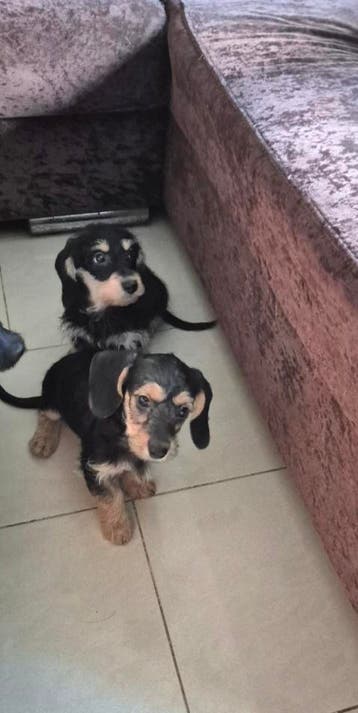 Ruwhaar dwergteckel X boomer puppies!, Parvo, 8 tot 15 weken, Meerdere, Nederland