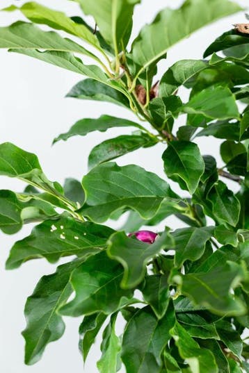 Magnolia Susan halfstam