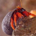 Paguristes Red (Heremietkreeft), Ophalen of Verzenden, Nieuw