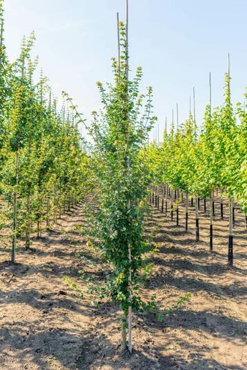 Acer campestre beveerd 10/12