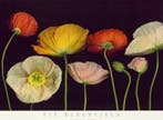 Kunstdruk Pip Bloomfield - Poppy Garden I 91x66cm, Verzenden, Nieuw