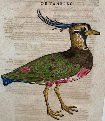 Conrad Gesner - Vogelbuch - 1617, Antiek en Kunst
