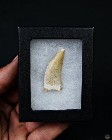 Dinosaurus - Fossiele tand - Abelisaurio