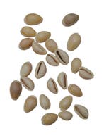 Cypraea Annulus schelpen Creme Naturel 35 gram, Ophalen of Verzenden, Nieuw