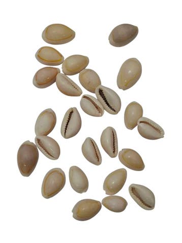 Cypraea Annulus schelpen Creme Naturel 35 gram, Ophalen of Verzenden, Nieuw